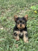 Flower, a female Yorkshire Terrier for sale in Joplin, MO – 3 of 9