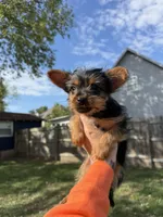 Spiderman, a male Yorkshire Terrier for sale in Joplin, MO – 6 of 7