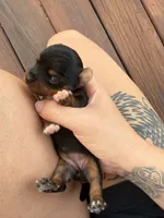 Yorkie puppies , a female Yorkshire Terrier for sale in Joplin, MO – 2 of 10