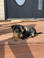 Flower, a female Yorkshire Terrier for sale in Joplin, MO – 9 of 9