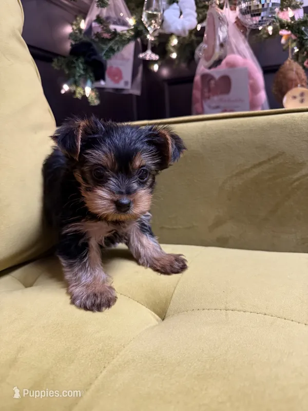 Flower – Yorkshire Terrier puppy for sale in Joplin, MO