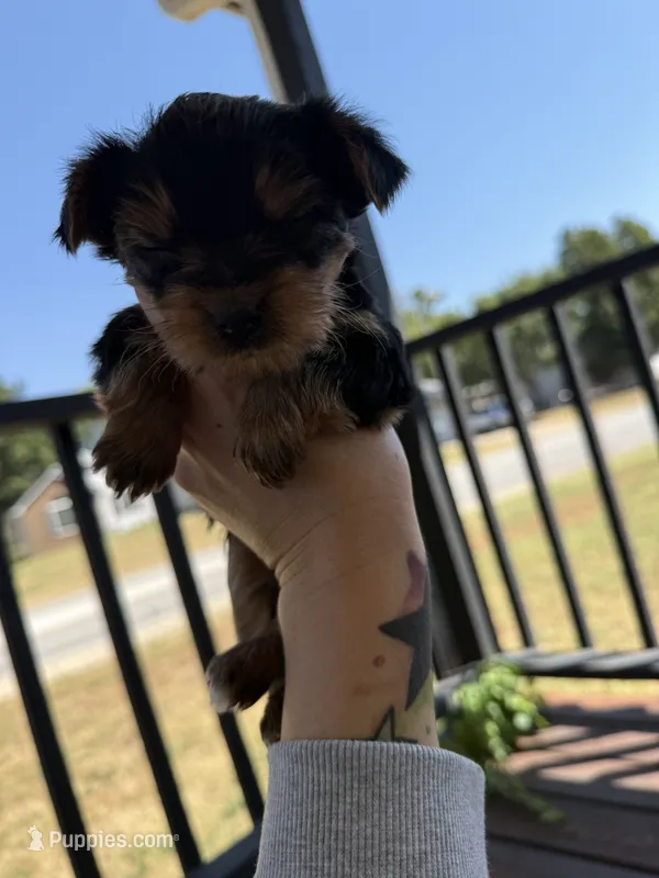 Flower – Yorkshire Terrier puppy for sale in Joplin, MO