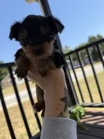 Flower, a female Yorkshire Terrier for sale in Joplin, MO – 1 of 2