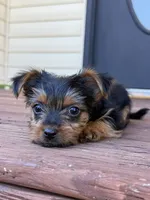 Spiderman, a male Yorkshire Terrier for sale in Joplin, MO – 3 of 7