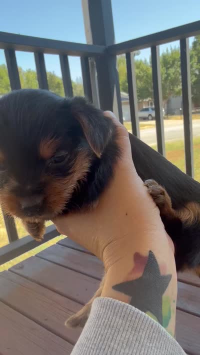 Spiderman, a male Yorkshire Terrier for sale in Joplin, MO – 2 of 2