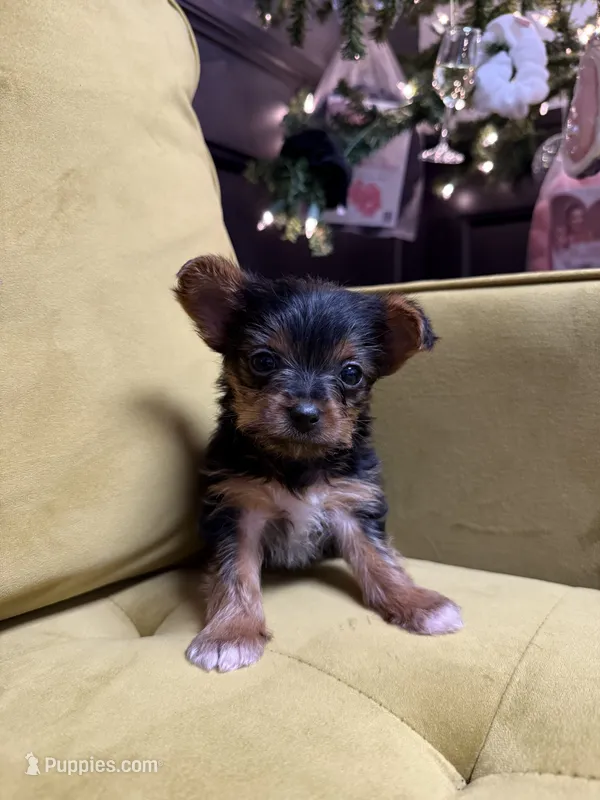 Reese’s pieces  – Yorkshire Terrier puppy for sale in Joplin, MO