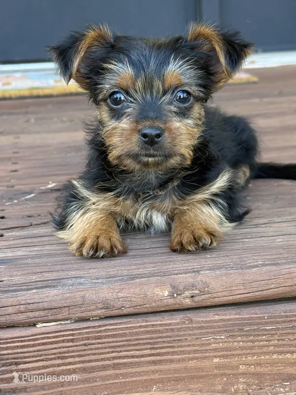 Spiderman – Yorkshire Terrier puppy for sale in Joplin, MO