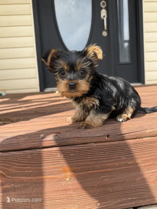 Flower – Yorkshire Terrier puppy for sale in Joplin, MO