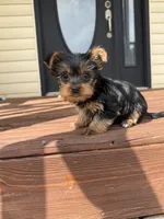 Flower, a female Yorkshire Terrier for sale in Joplin, MO – 8 of 9