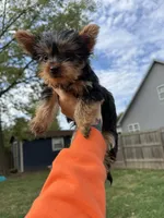 Flower, a female Yorkshire Terrier for sale in Joplin, MO – 5 of 9