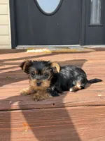 Flower, a female Yorkshire Terrier for sale in Joplin, MO – 6 of 9