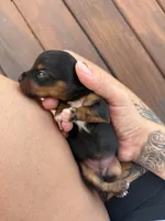 Reese’s pieces , a female Yorkshire Terrier for sale in Joplin, MO – 4 of 4