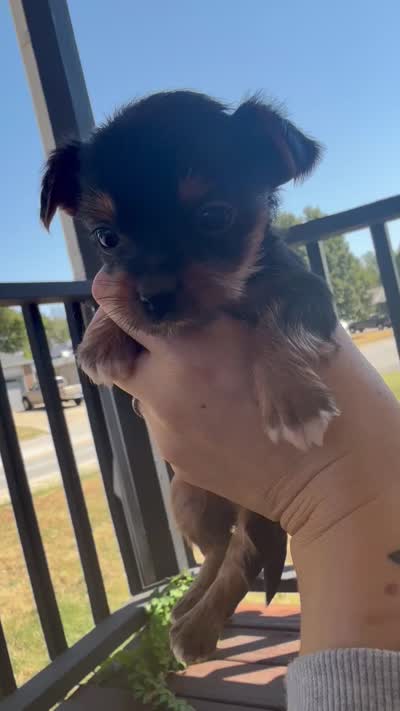 Reese’s pieces , a female Yorkshire Terrier for sale in Joplin, MO – 3 of 4