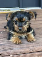 Spiderman, a male Yorkshire Terrier for sale in Joplin, MO – 4 of 7