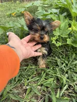 Flower, a female Yorkshire Terrier for sale in Joplin, MO – 4 of 9