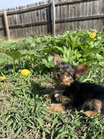 Spiderman, a male Yorkshire Terrier for sale in Joplin, MO – 5 of 7