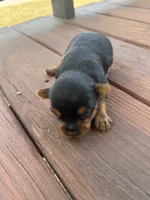 Yorkie puppies , a female Yorkshire Terrier for sale in Joplin, MO – 10 of 10