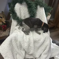 Finn, a male German Shorthaired Pointer for sale in Goshen, IN – Photo 6 of 9