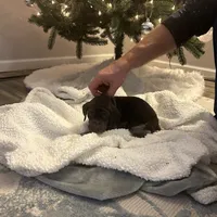 Finn, a male German Shorthaired Pointer for sale in Goshen, IN – Photo 7 of 9