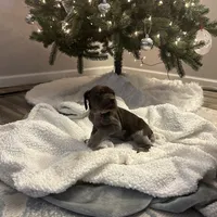 Finn, a male German Shorthaired Pointer for sale in Goshen, IN – Photo 9 of 9