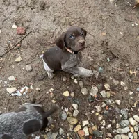 Finn, a male German Shorthaired Pointer for sale in Goshen, IN – Photo 1 of 9