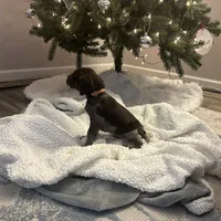 Finn, a male German Shorthaired Pointer for sale in Goshen, IN – Photo 8 of 9