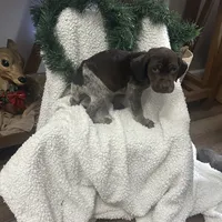Finn, a male German Shorthaired Pointer for sale in Goshen, IN – Photo 3 of 9