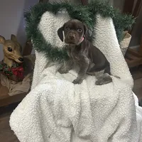 Finn, a male German Shorthaired Pointer for sale in Goshen, IN – Photo 5 of 9