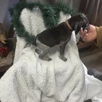 Finn, a male German Shorthaired Pointer for sale in Goshen, IN – Photo 4 of 9