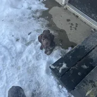 Finn, a male German Shorthaired Pointer for sale in Goshen, IN – Photo 2 of 9