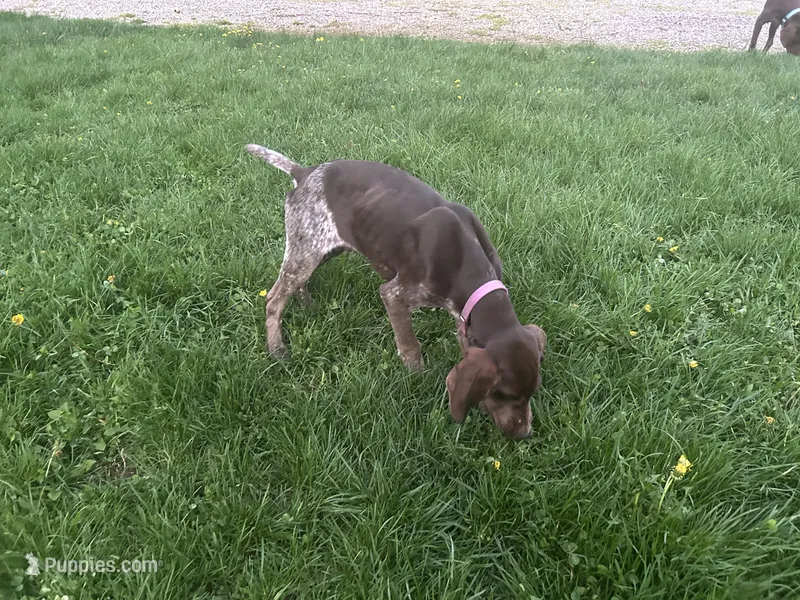 Finn, a male German Shorthaired Pointer for sale in Goshen, IN – 1 of 10