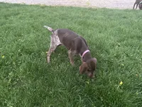 Finn, a male German Shorthaired Pointer for sale in Goshen, IN – 1 of 10