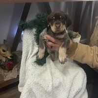 Cali, a female German Shorthaired Pointer for sale in Goshen, IN – Photo 1 of 8