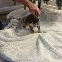 Cali, a female German Shorthaired Pointer for sale in Goshen, IN – Photo 5 of 8