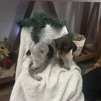 Cali, a female German Shorthaired Pointer for sale in Goshen, IN – Photo 3 of 8