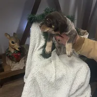 Cali, a female German Shorthaired Pointer for sale in Goshen, IN – Photo 4 of 8