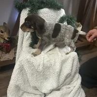 Cali, a female German Shorthaired Pointer for sale in Goshen, IN – Photo 2 of 8