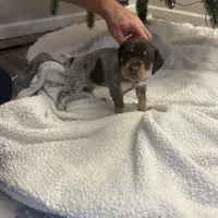 Cali, a female German Shorthaired Pointer for sale in Goshen, IN – Photo 6 of 8