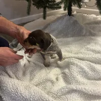 Cali, a female German Shorthaired Pointer for sale in Goshen, IN – Photo 8 of 8