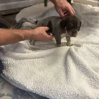 Cali, a female German Shorthaired Pointer for sale in Goshen, IN – Photo 7 of 8