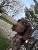 Finn, a male German Shorthaired Pointer for sale in Goshen, IN – 3 of 10