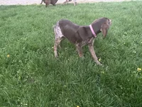 Finn, a male German Shorthaired Pointer for sale in Goshen, IN – 2 of 10