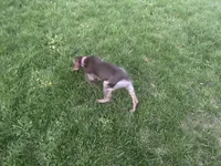 Finn, a male German Shorthaired Pointer for sale in Goshen, IN – 4 of 10