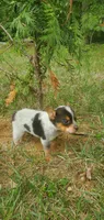 Beauty , a female Australian Cattle Dog for sale in Montezuma, IN – 4 of 4