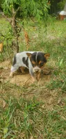 Champion, a male Australian Cattle Dog for sale in Montezuma, IN – 4 of 6