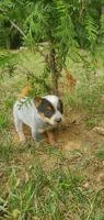 Jasper, a male Australian Cattle Dog for sale in Montezuma, IN – 4 of 5