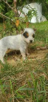Rex, a male Australian Cattle Dog for sale in Montezuma, IN – 1 of 5