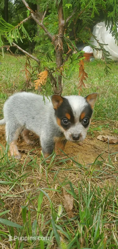 Jasper – Australian Cattle Dog puppy for sale in Montezuma, IN
