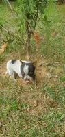 Beulah, a female Australian Cattle Dog for sale in Montezuma, IN – 4 of 5