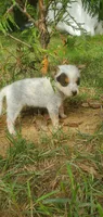 Rex, a male Australian Cattle Dog for sale in Montezuma, IN – 4 of 5